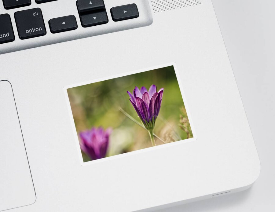 Flower Sticker featuring the photograph Flower on Summer Meadow #3 by Nailia Schwarz