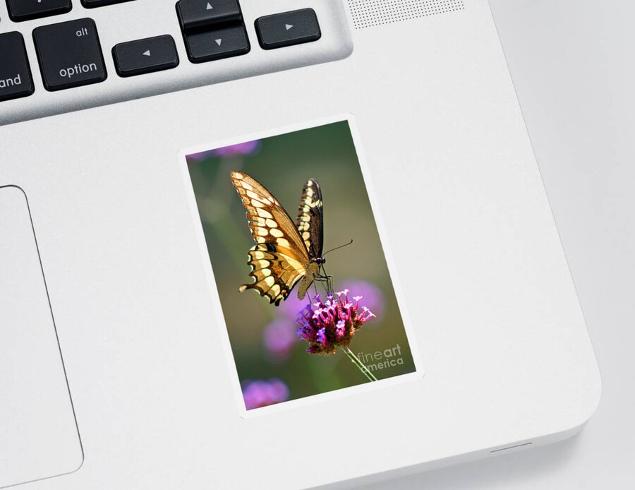 Giant Sticker featuring the photograph Giant Swallowtail Butterfly #4 by Karen Adams