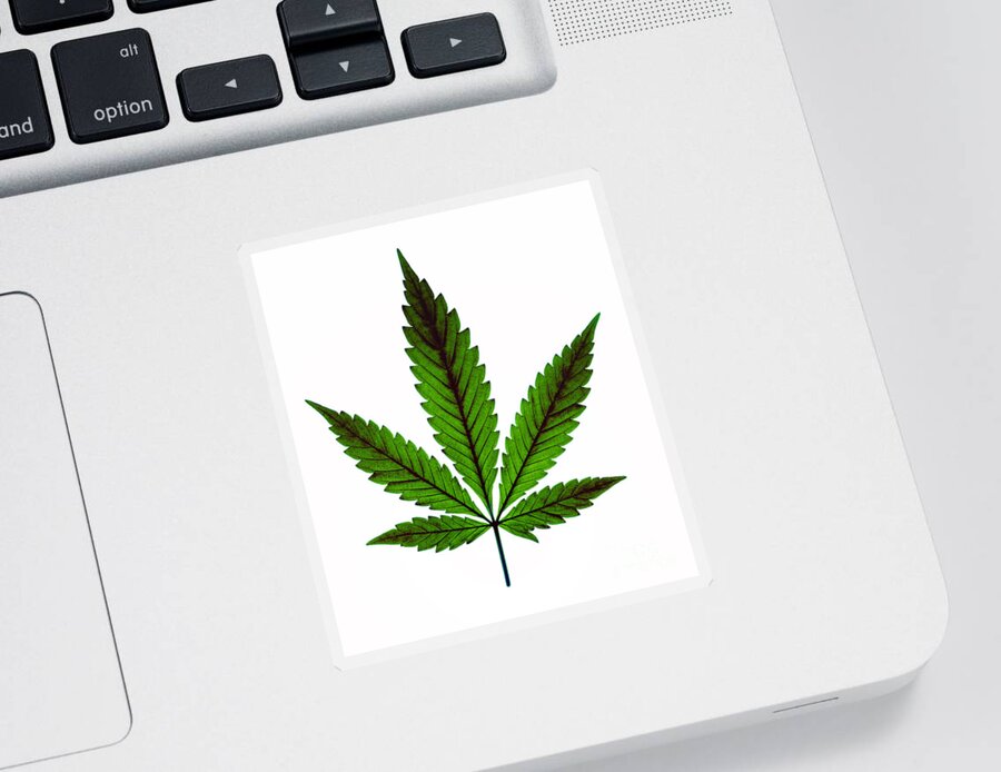 Biological Sticker featuring the photograph Marijuana Leaf, Cannabis Sativa #3 by Ted Kinsman