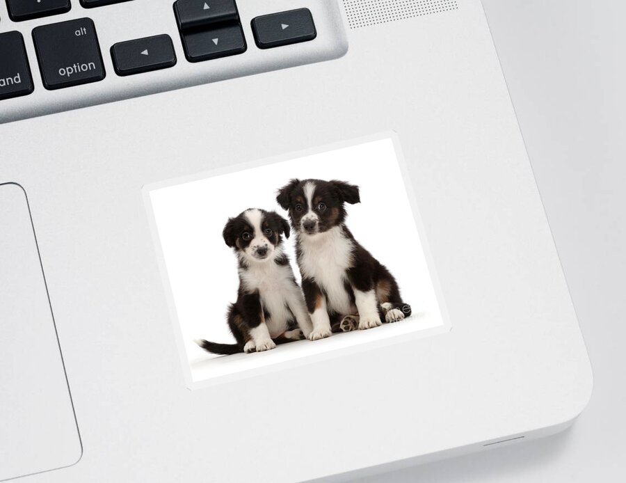 Nature Sticker featuring the photograph Mini American Shepherd Puppies #3 by Mark Taylor