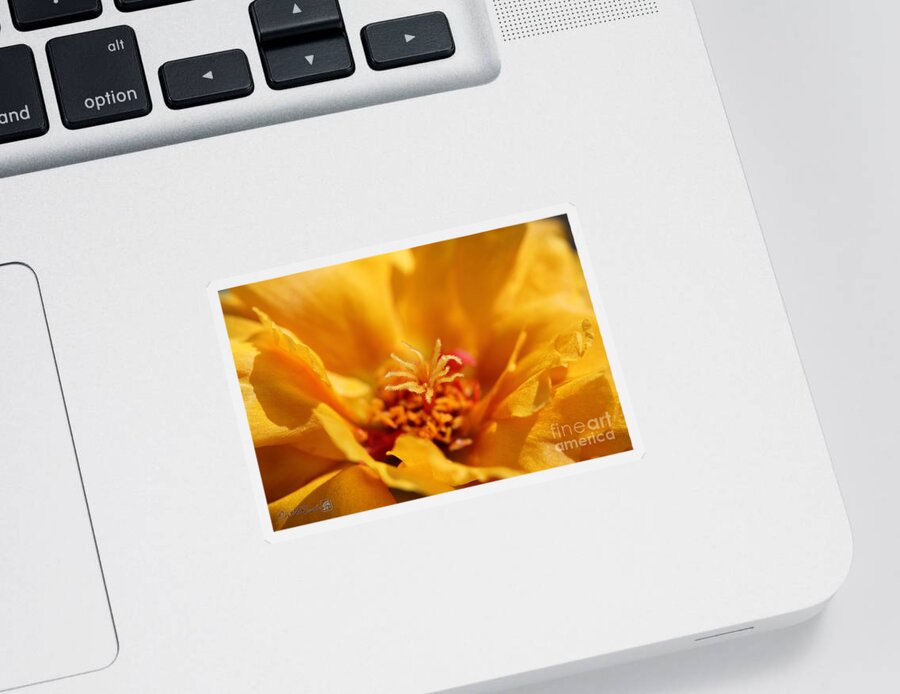Mccombie Sticker featuring the photograph Portulaca named Sundial Gold #5 by J McCombie