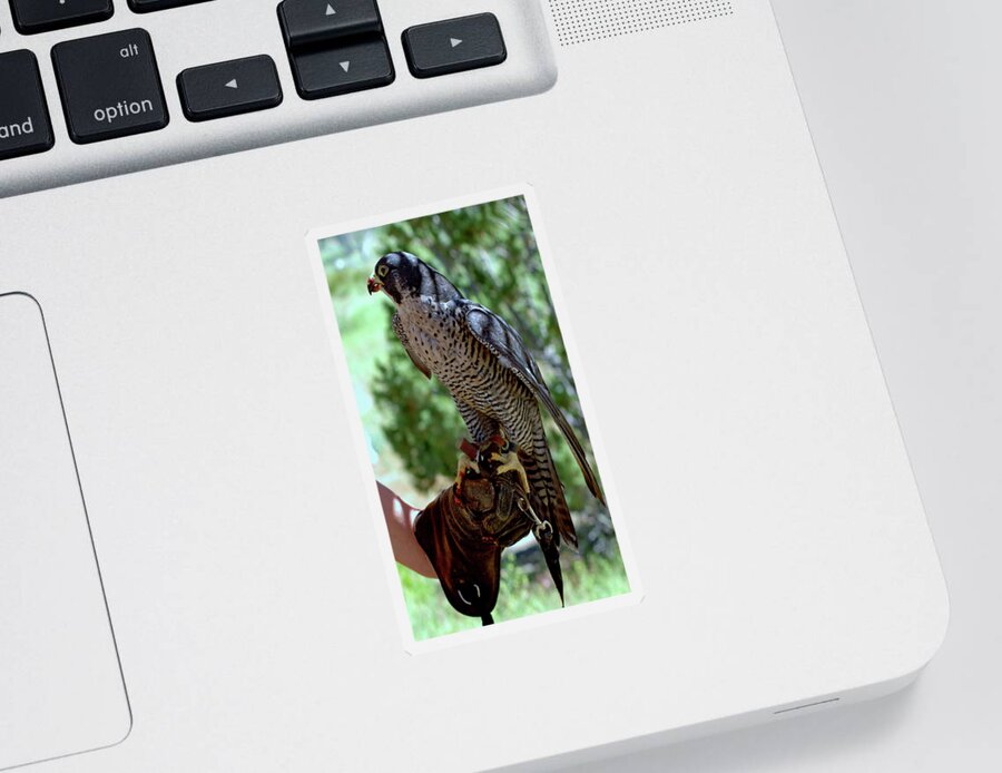 Usa Sticker featuring the photograph Peregrine Falcon #5 by LeeAnn McLaneGoetz McLaneGoetzStudioLLCcom