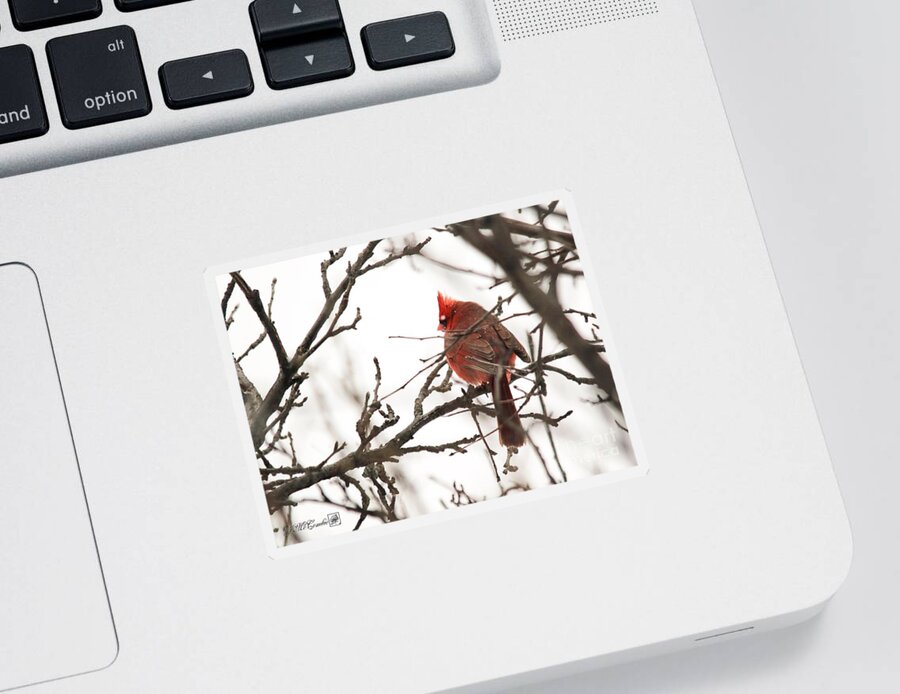 Mccombie Sticker featuring the photograph Male Northern Cardinal in Winter #5 by J McCombie