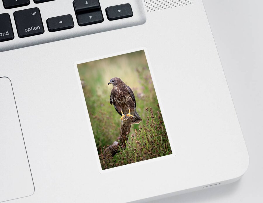 Bird Sticker featuring the photograph Buzzard -- #6 by Chris Smith