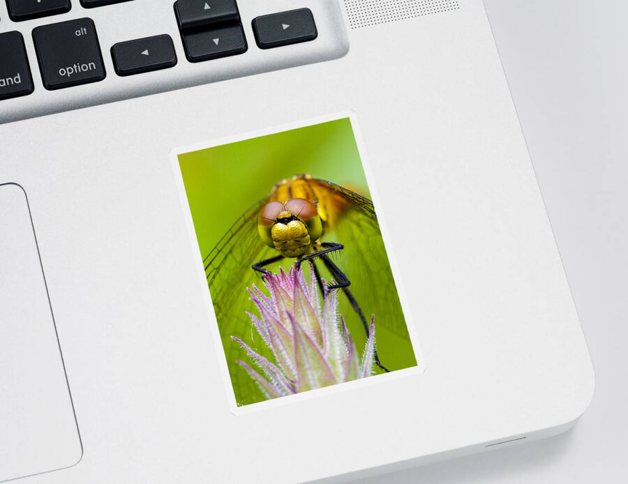 Dragonfly Sticker featuring the photograph Dragonfly #6 by Chris Smith