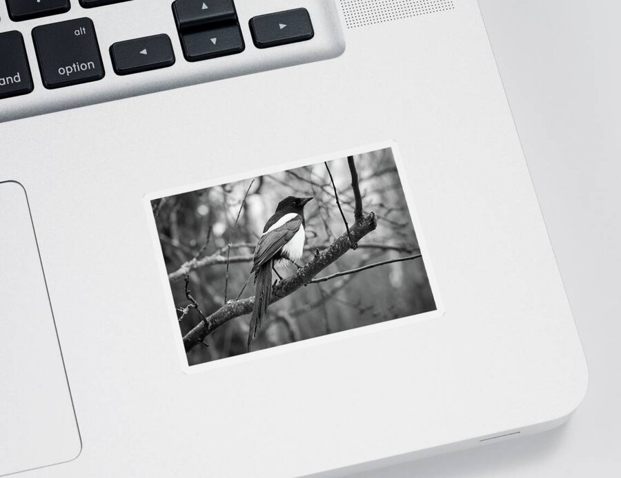 Eurasian Magpie Sticker featuring the photograph Eurasian magpie #6 by Jouko Lehto