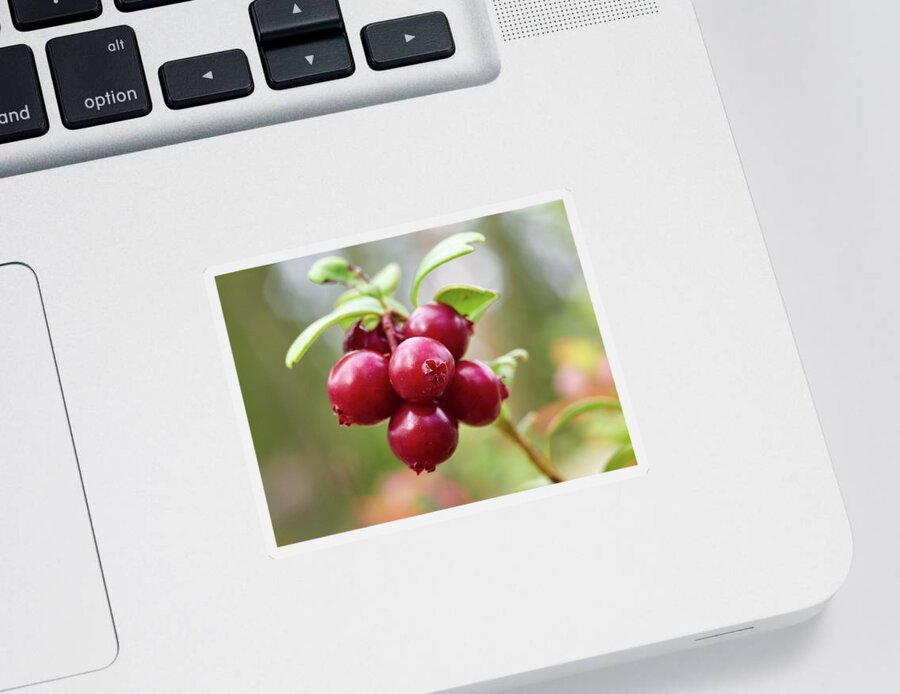 Jouko Lehto Sticker featuring the photograph Lingonberry #6 by Jouko Lehto