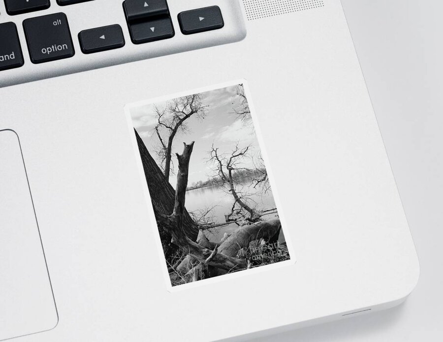 Black And White Sticker featuring the photograph A Beautiful Mess by Ana V Ramirez