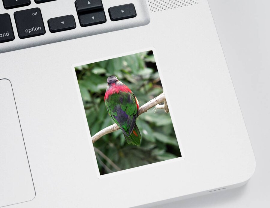 Bird Sticker featuring the photograph A Bird's Perspective by Amy Fose