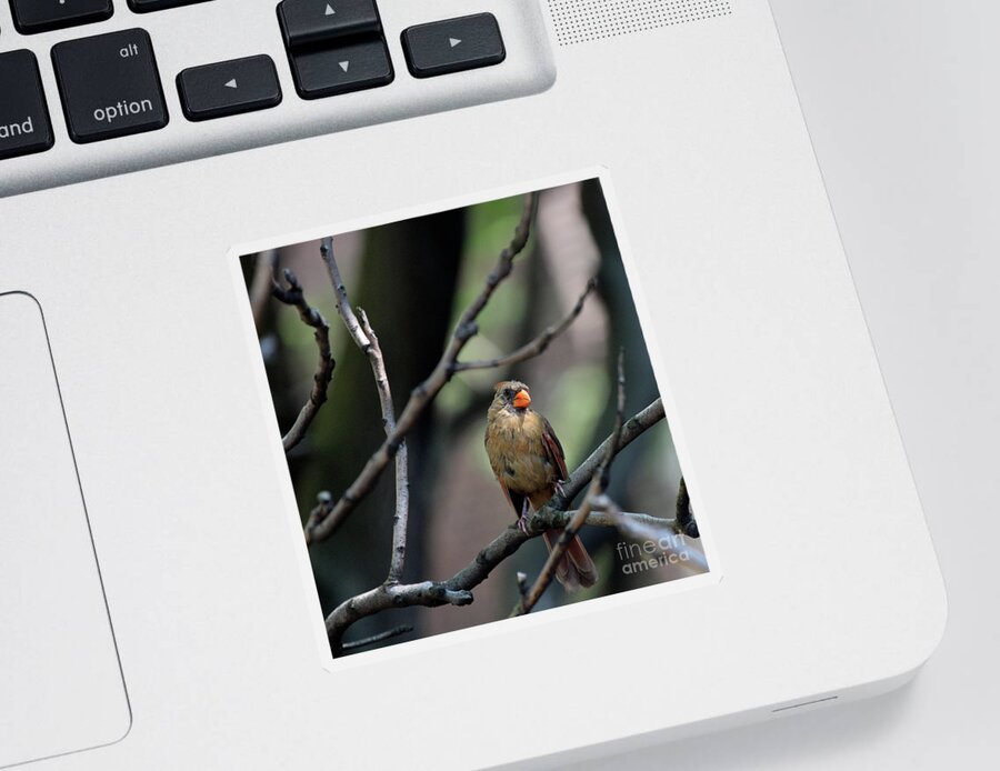 Wild Bird Sticker featuring the photograph A View From The Tree Tops by Patricia Youngquist