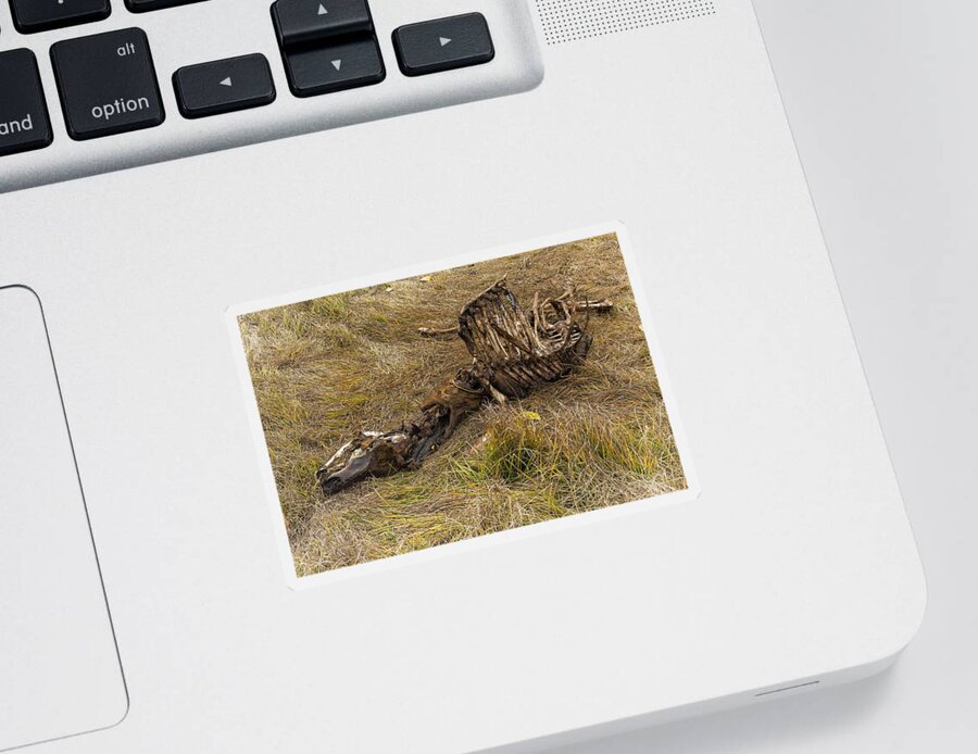 Bones Sticker featuring the photograph A Death in the Natural World by Belinda Greb