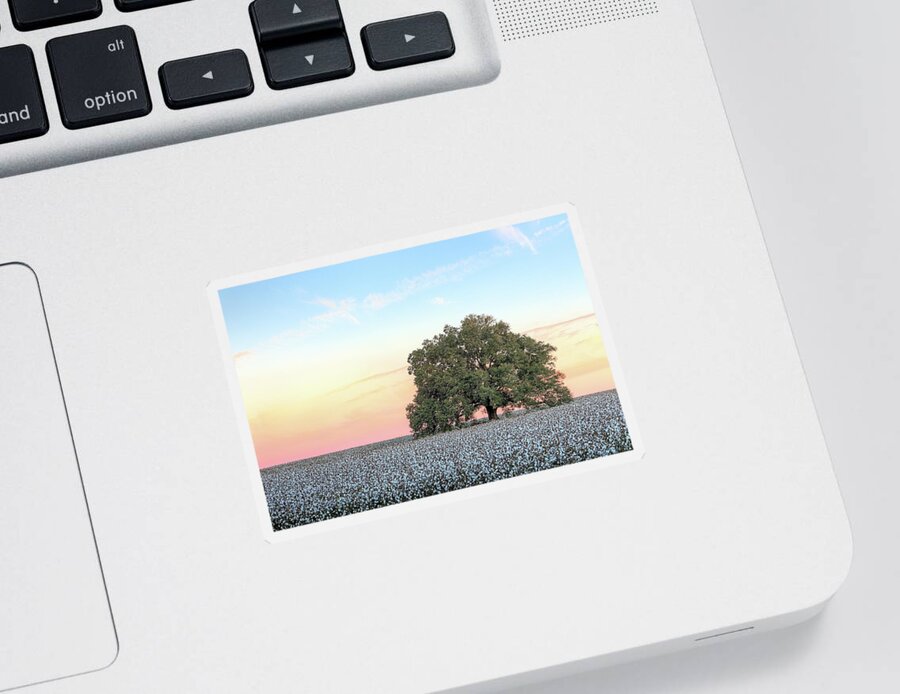 Cotton Sticker featuring the photograph A Deeply Southern Sunrise by JC Findley