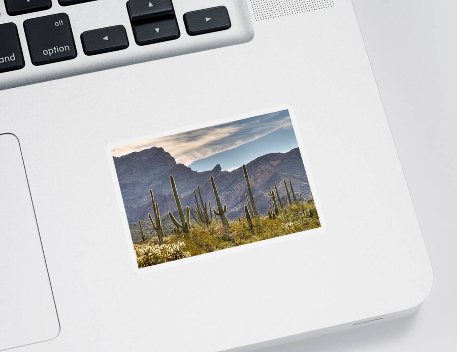 Saguaro Sticker featuring the photograph A Forest of Saguaro Cacti by Vivian Christopher