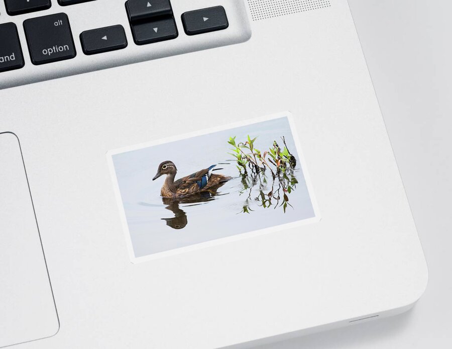 Wood Duck Sticker featuring the photograph A Graceful Swim by Art Cole