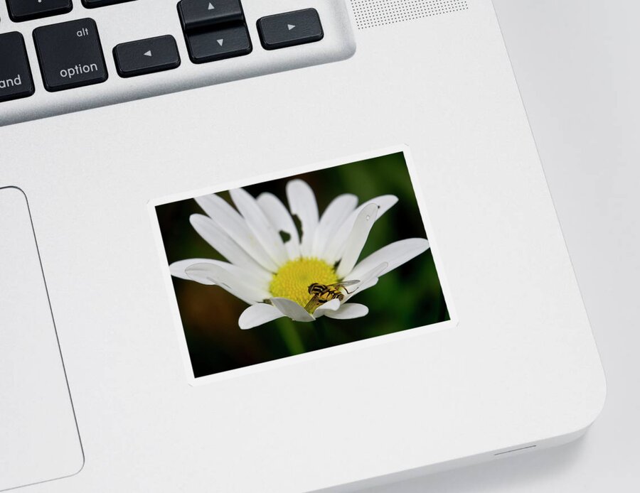 Nature Sticker featuring the photograph A Hoverfly and a Daisy by Elena Perelman