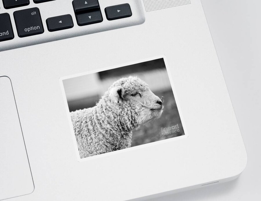 Lamb Sticker featuring the photograph A Lamb in March by Rachel Morrison