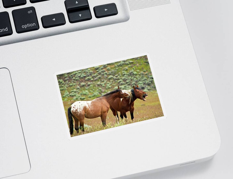Horse Sticker featuring the photograph A Laughing Matter by Waterdancer