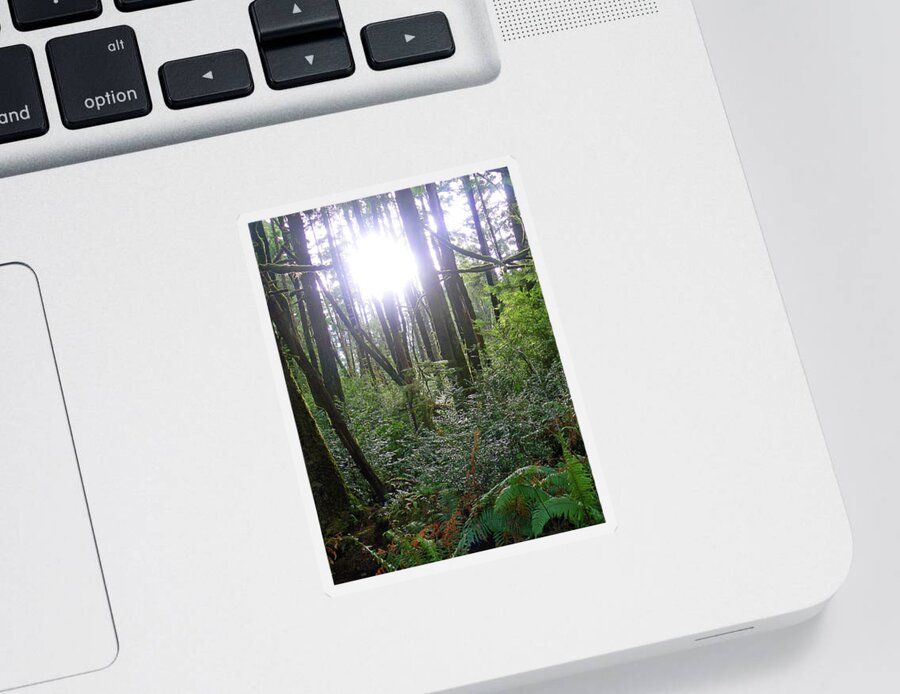 Light Sticker featuring the photograph A Light In The Forest by Pamela Patch