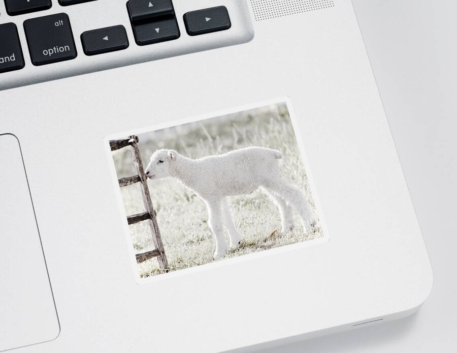 Lamb Sticker featuring the photograph A Little Lamb by Rachel Morrison