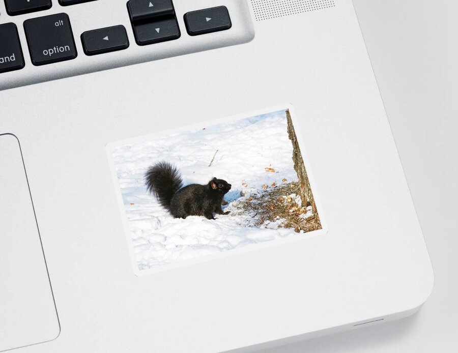 Squirrel Sticker featuring the photograph A moment of decision by Tatiana Travelways