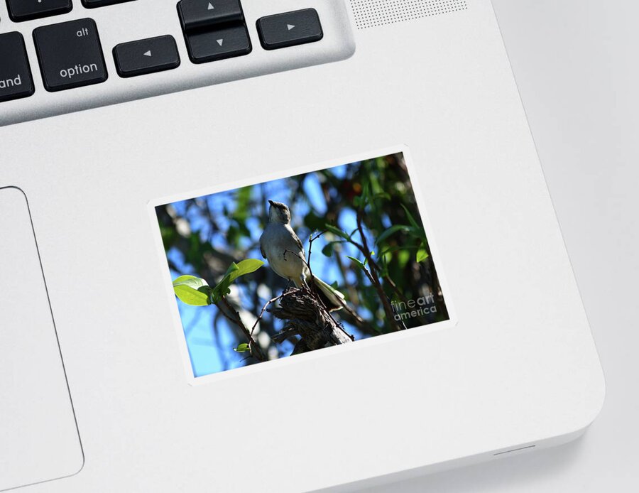  Bird Sticker featuring the photograph A Northern Mockingbird by Christiane Schulze Art And Photography