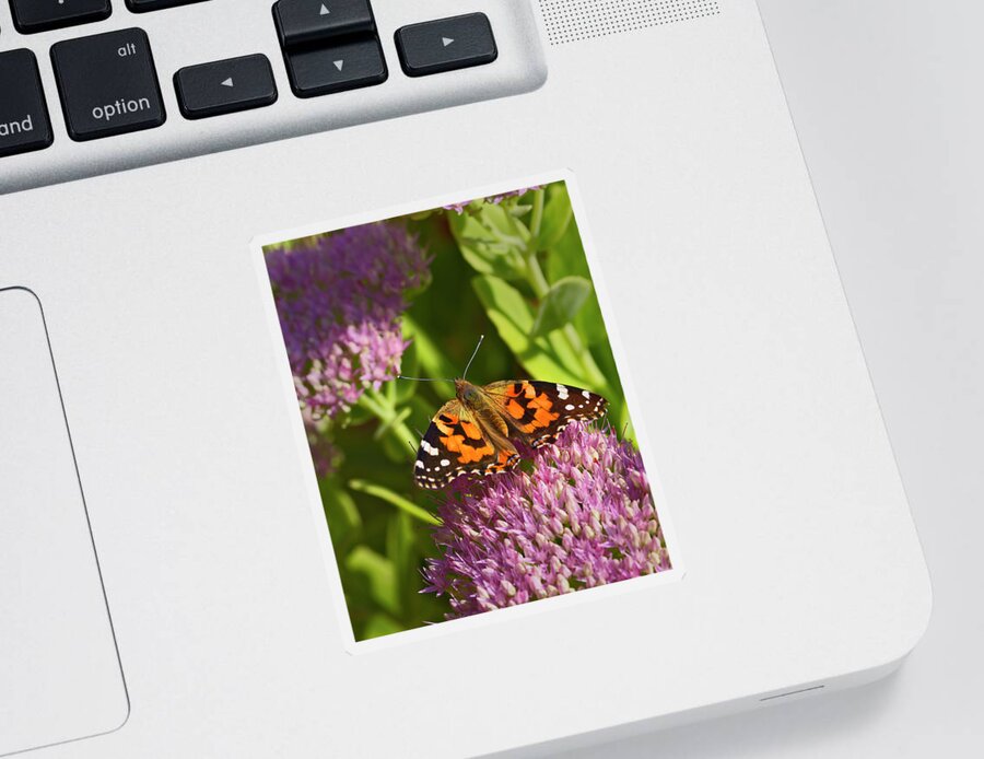 Painted Sticker featuring the photograph A Painted Lady Butterfly by Gary Langley