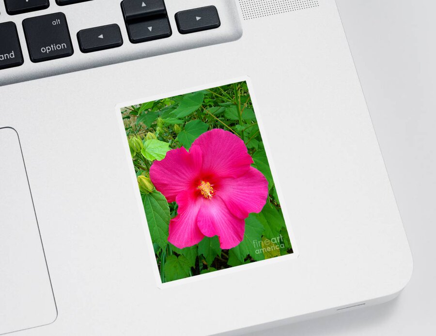 Hibiscus Sticker featuring the photograph A Pink That Pops by Sue Melvin