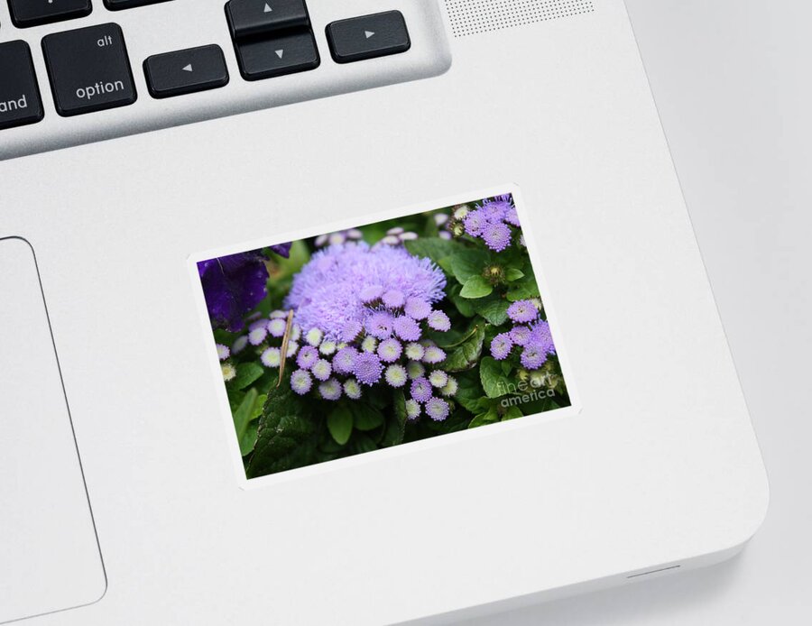Flowers Sticker featuring the photograph A purple morning by Edward R Wisell