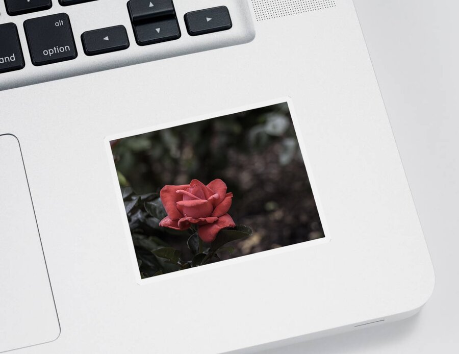 Rose Sticker featuring the photograph A Red Beauty by Ed Clark