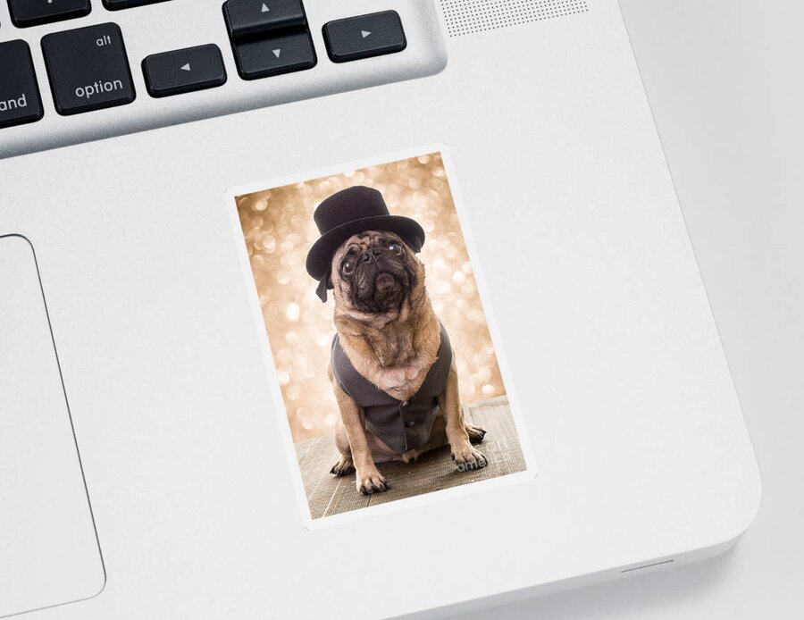 Pug Sticker featuring the photograph A Star Is Born - Dog Groom by Edward Fielding