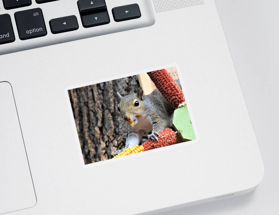 Squirrel Sticker featuring the photograph A Tasty Morsel by Mary Ann Artz
