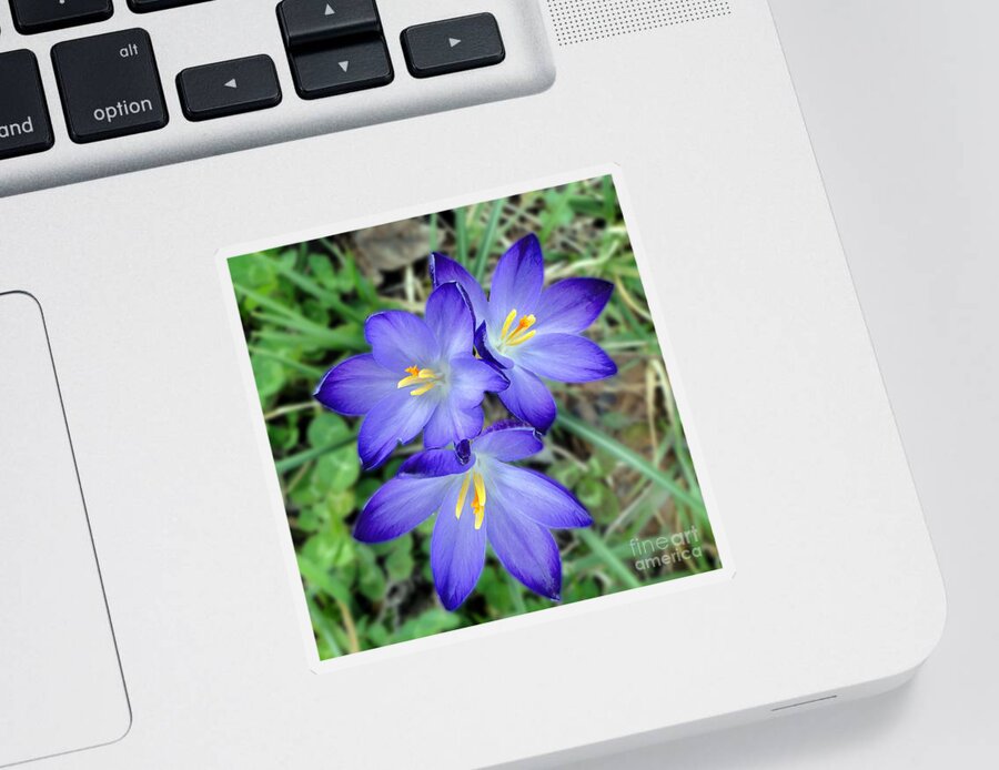 Flower Sticker featuring the photograph A Trio of Crocuses by Sue Melvin