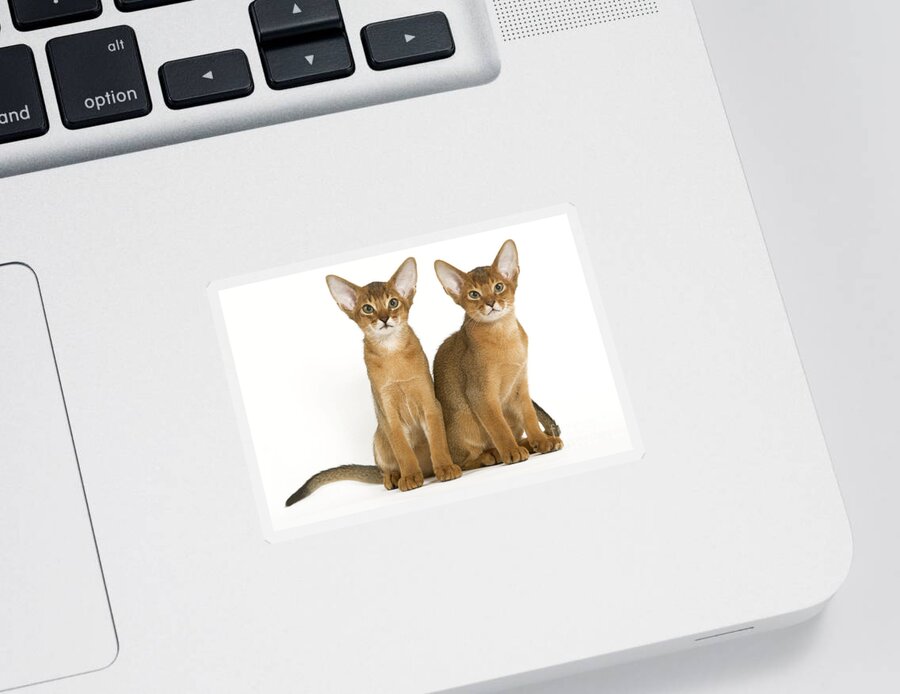 Cat Sticker featuring the photograph Abyssinian Cats by Jean-Michel Labat
