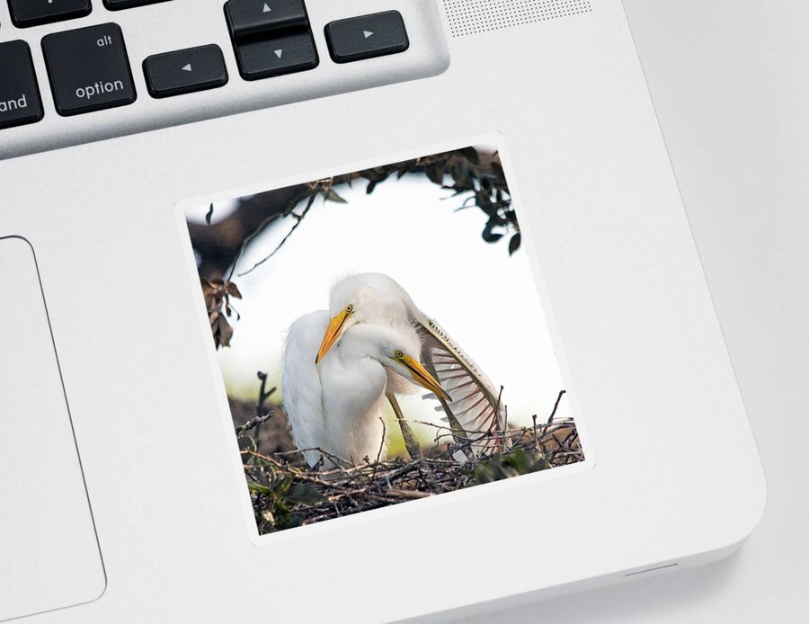 Egret Sticker featuring the photograph Affectionate Chicks by Kenneth Albin