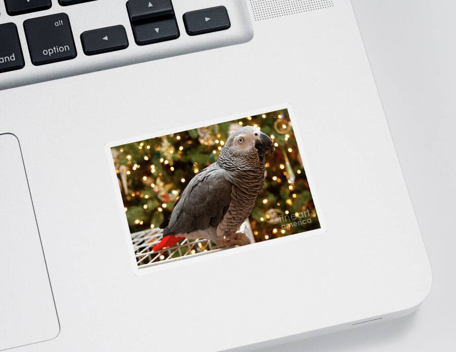 African Grey Sticker featuring the photograph African Grey Parrot Christmas by Jill Lang
