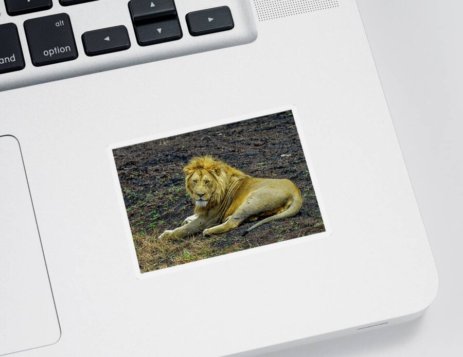 Africa Sticker featuring the photograph African Lion  by Marilyn Burton