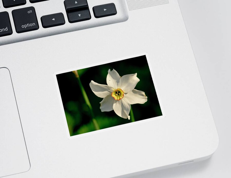 Forest Sticker featuring the photograph Afternoon of Narcissus Poeticus. by Elena Perelman