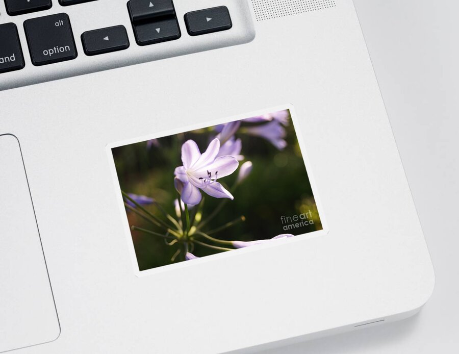 Agapanthus Sticker featuring the photograph Agapanthus by Cassandra Buckley