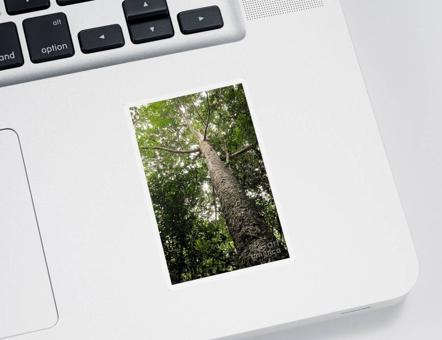 Plant Sticker featuring the photograph Agathis Borneensis Tree by Fletcher & Baylis