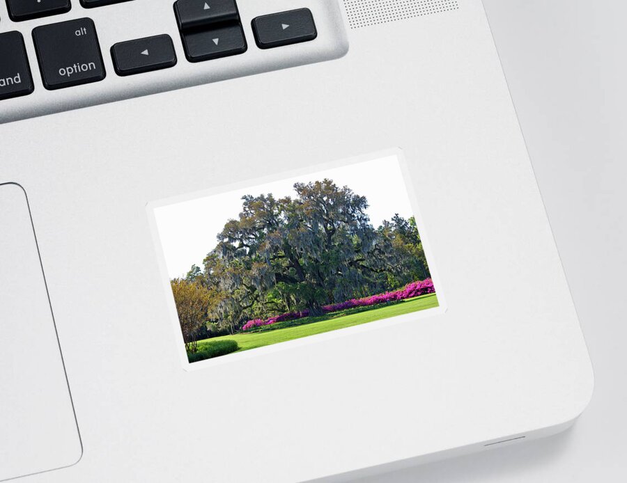 Live Oak Sticker featuring the photograph Airlie Oak In The Spring by Cynthia Guinn