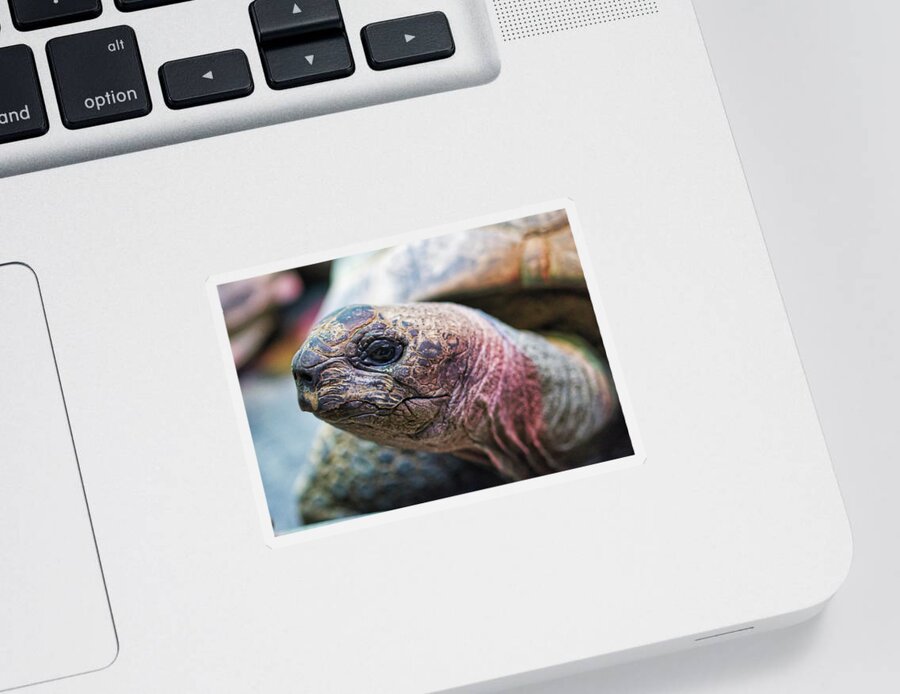 Aldabara Sticker featuring the photograph Aldabra Tortoise - Madison Zoo by Steven Ralser