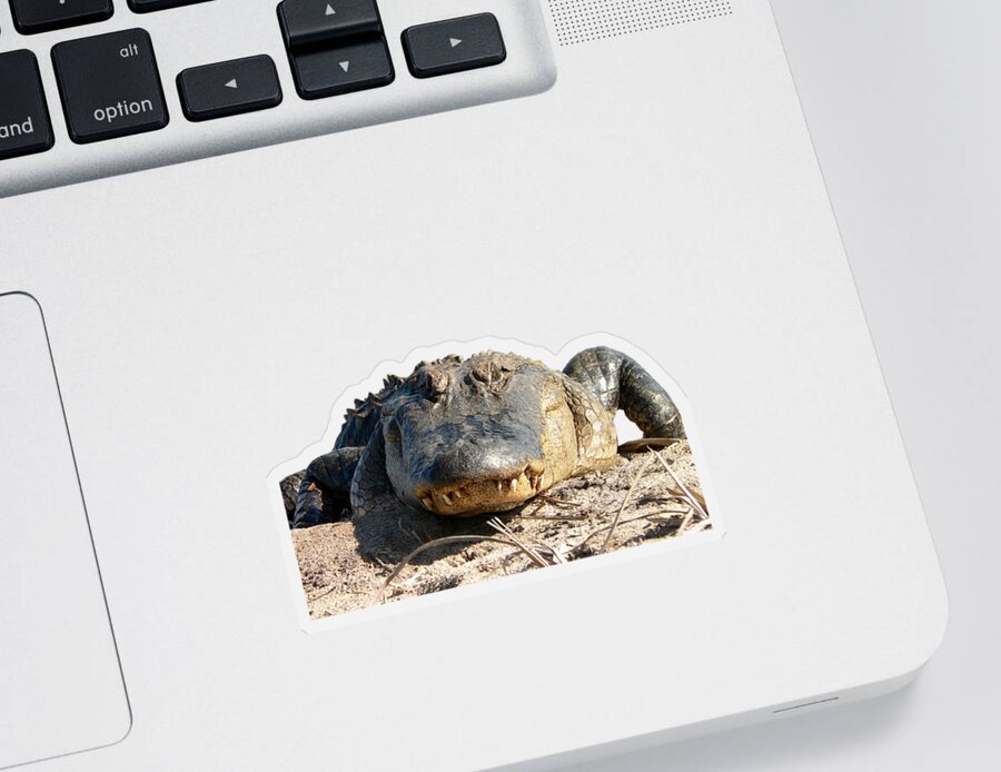Gator Sticker featuring the photograph Alligator Approach .png by Al Powell Photography USA