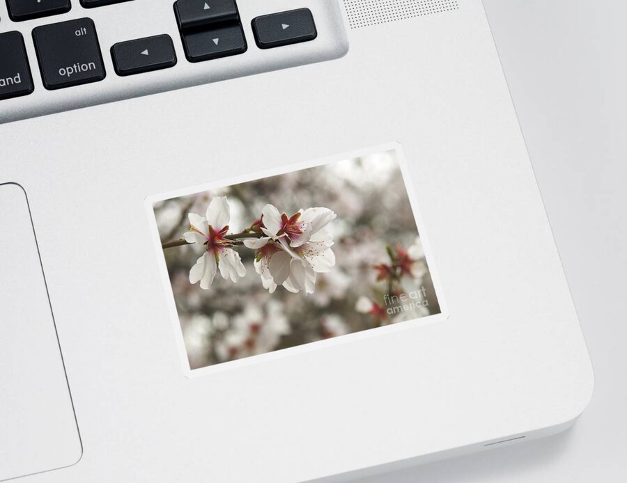 Almond Sticker featuring the photograph Almond Blossoms by Shahar Tamir