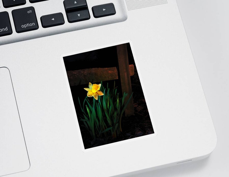 Daffodil Sticker featuring the photograph Alone In The Dark by Mark Fuller