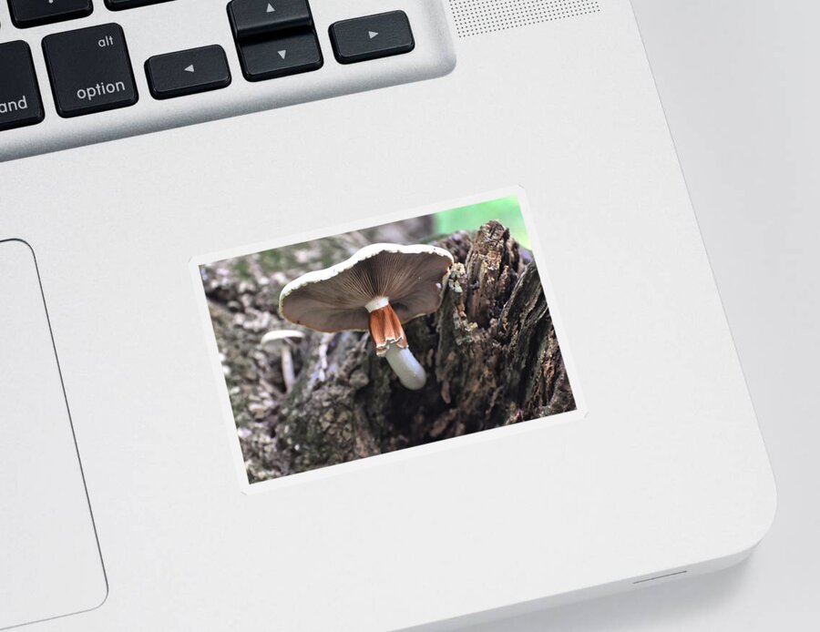 White Mushroom Sticker featuring the photograph Amanita by Flees Photos
