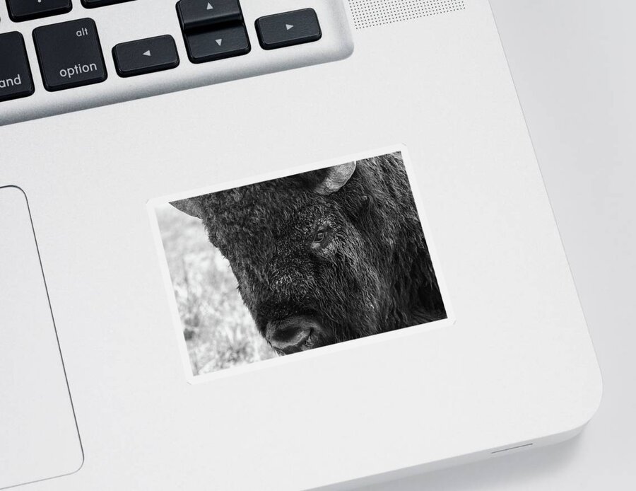 Bison Sticker featuring the photograph American Bison Closeup in Black and White by Tony Hake