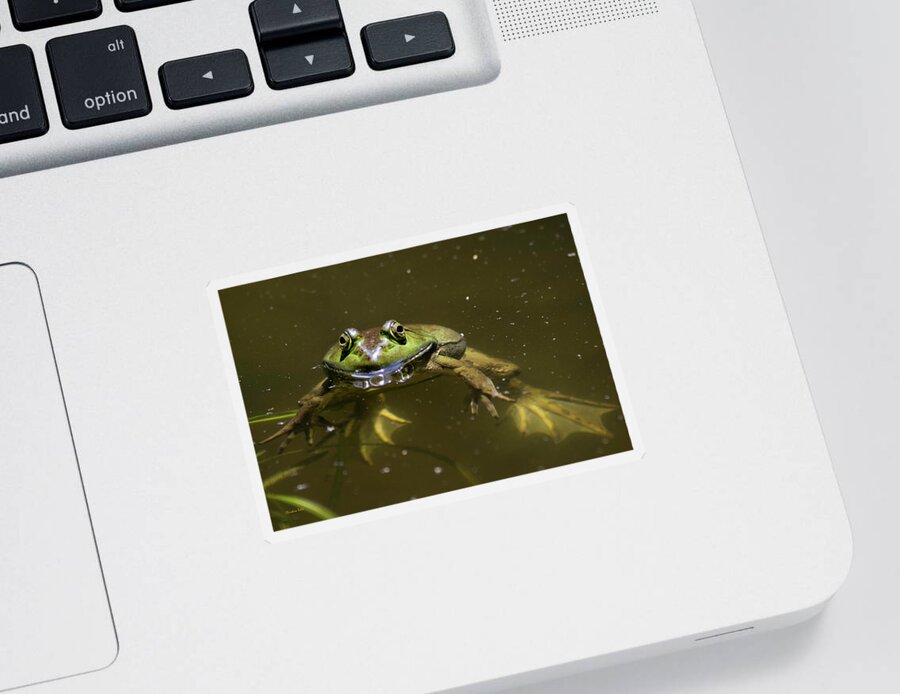 Frog Sticker featuring the photograph American Bullfrog by Christina Rollo