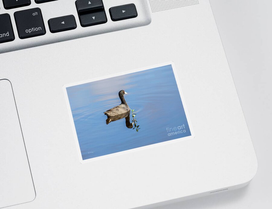 American Coot Sticker featuring the photograph American Coot by Rene Triay FineArt Photos