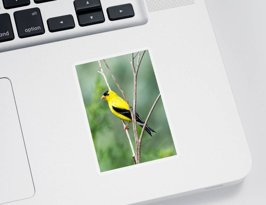 American Goldfinch Sticker featuring the photograph American Goldfinch  by Holden The Moment