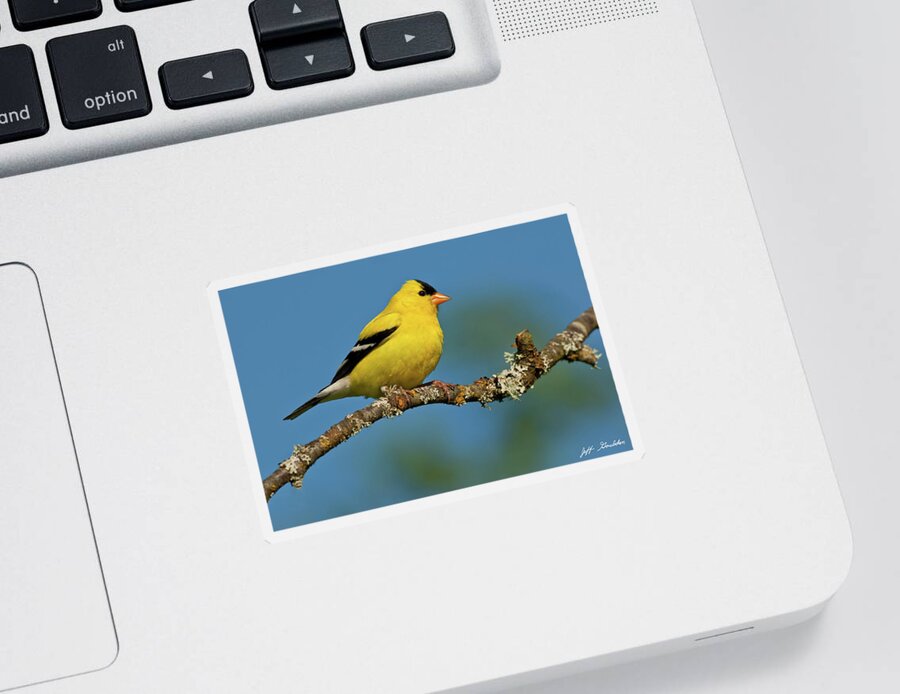 American Goldfinch Sticker featuring the photograph American Goldfinch Perched in a Tree by Jeff Goulden